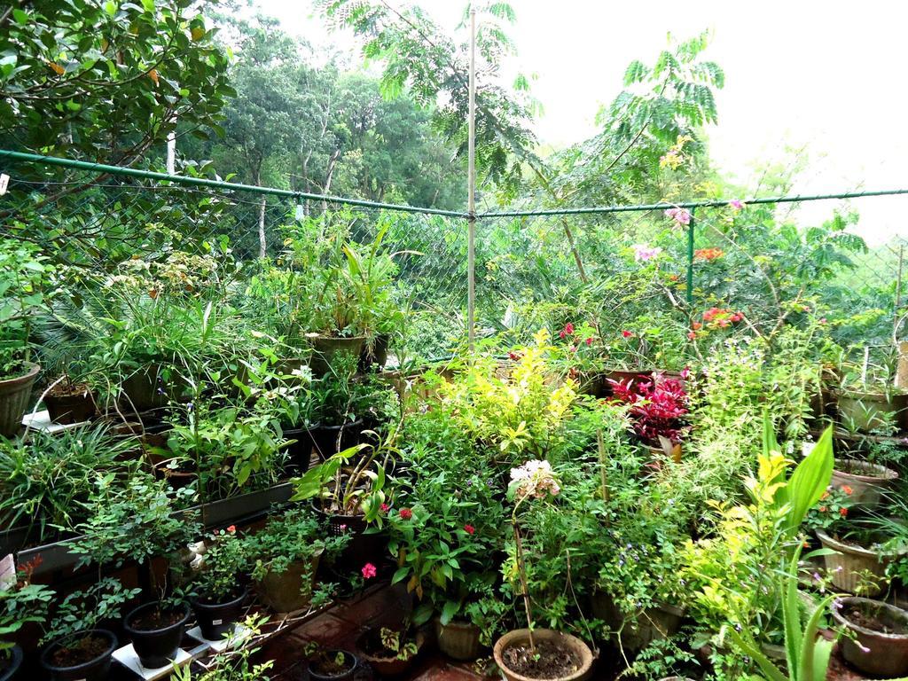 Green Woods Guest Kandy Bagian luar foto